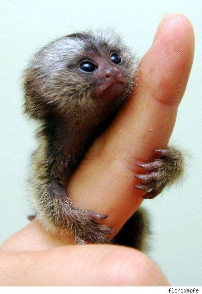 finger monkeys for sale near me - Tu Swank