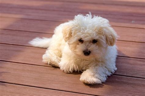 Bolognese Dog Breed Info: Pictures, Traits, Facts & More | Hepper