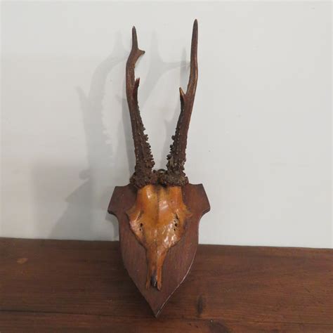 Antique Set Of Small Roe Deer Antlers, No1 Of 3 Matching 1900 (a ...