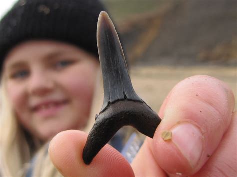 Walton-on-the-Naze (Essex) | Discovering Fossils