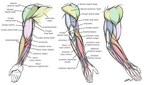 Arm Anatomy Diagram for Artists by robertmarzullo on DeviantArt