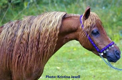 http://www.falabellahorses.com/ Miniature Ponies, Miniature Horse ...