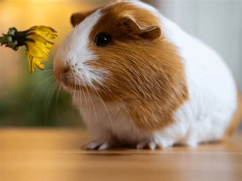 How to Take Care of a Guinea Pig: A Complete Guide - The Rare Pets