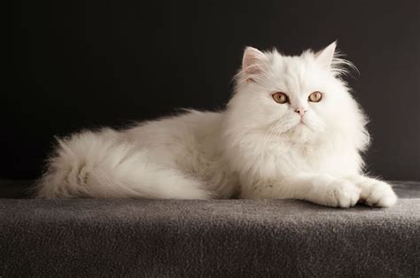 ANIMALS TIME : The 10 best Persian Cat pics