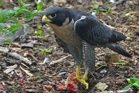 The Peregrine Falcon: The Fastest Animal in the World - Owlcation