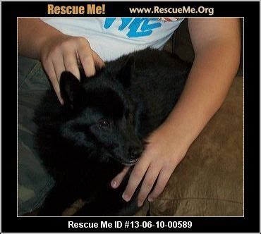 Ohio Schipperke Rescue — ADOPTIONS — RescueMe.Org | Schipperke ...