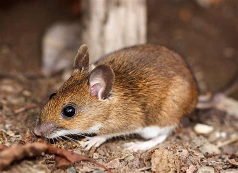 Quick Facts About Brown Mice In Maine