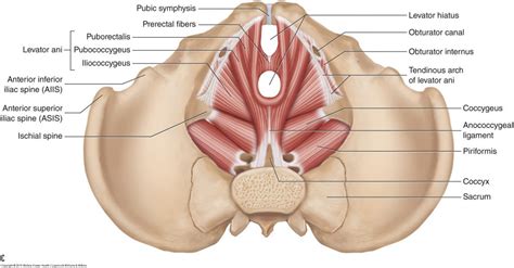 Pelvic floor muscles - Female - Learn Muscles