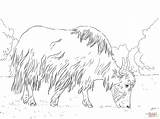 Grazing Yak coloring page  Free Printable Coloring Pages sketch template