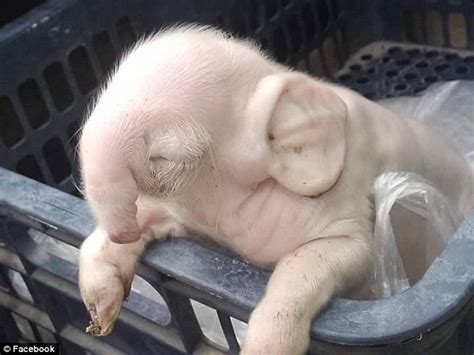 Piglet born in Cambodia who looks like an elephant because of a ...