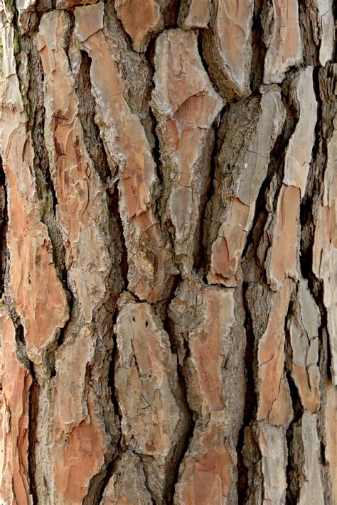 Tree Bark Texture image - Free stock photo - Public Domain photo - CC0 ...