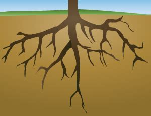 Roots Clipart