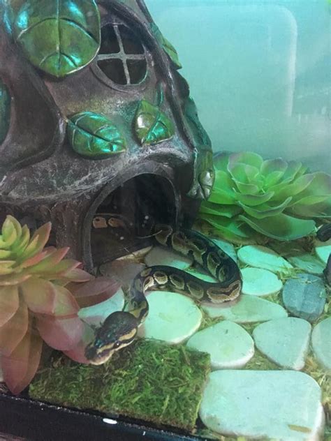 my snake Louise the BP. She's in her new terrarium theme. There's flat rocks on the bottom of ...