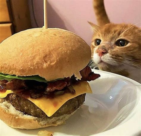 #cat #cats #burger Silly Cats Pictures, Funny Animal Photos, Cute Funny ...