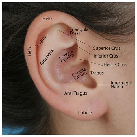 Die Anatomie des äußeren Ohres | Health Life Media