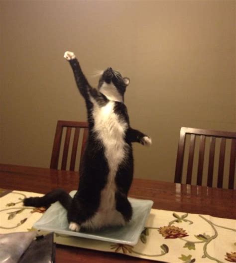 16 Over Dramatic Cats Who Deserve An Oscar - We Love Cats and Kittens