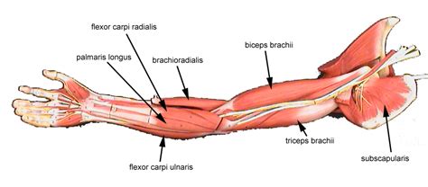 muscles of the arm labeled - ModernHeal.com