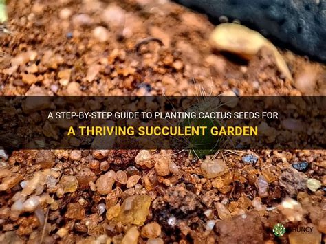 A Step-By-Step Guide To Planting Cactus Seeds For A Thriving Succulent ...