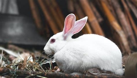 Mini Rex Rabbits Lifespan, Care, Size, Colours, Weight and Other Facts