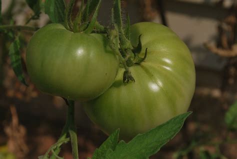 Green Tomatoes Free Stock Photo - Public Domain Pictures