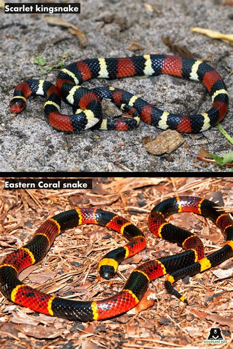 Survival 101: Mimicry in Snakes - Wildlife SOS