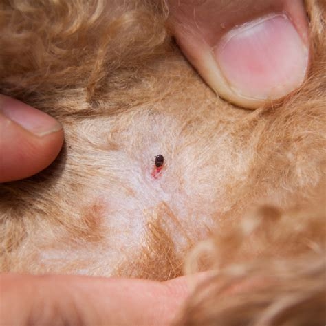 How To Cure Flea Bites On Dogs