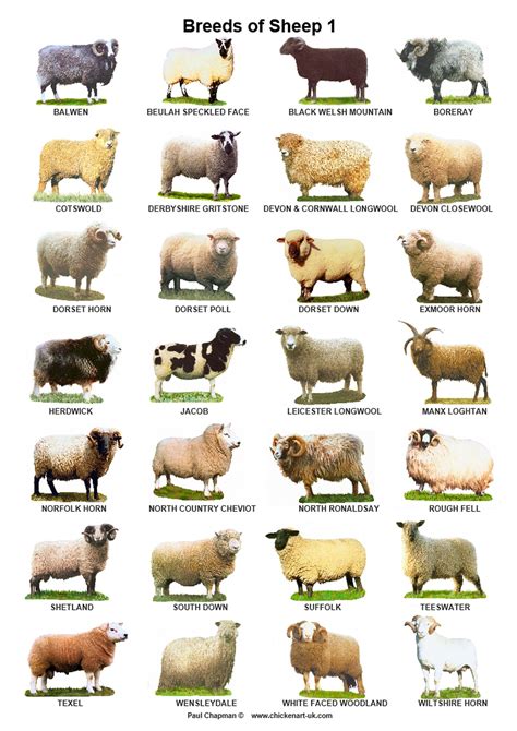 A4 Laminated Posters.Breeds of Sheep 2 different posters | Etsy