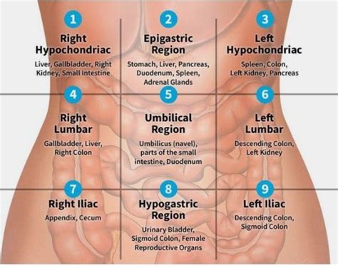 Pancreas Location Quadrant