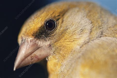 Greenfinch - Stock Image - Z892/0291 - Science Photo Library