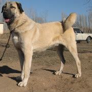 Kangal Dog - Pet Paw