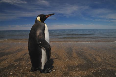 Fotografia Stephen Johnson, Imagenes Quilimbai: Pinguino Rey