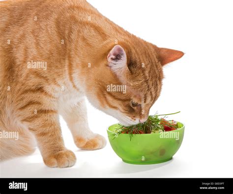 Fat ginger cat eating a salad, isolated on white Stock Photo - Alamy