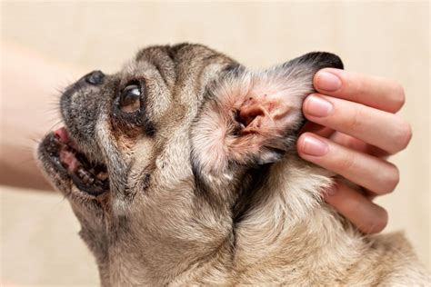 signs of ear mites in dogs Archives | Veterinary Blog for Los Angeles ...