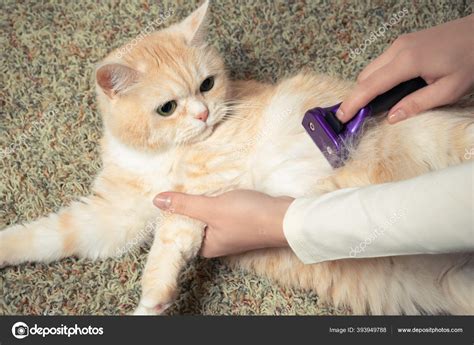 Furminator combing a cute creamy British cat. Pet care, grooming ...