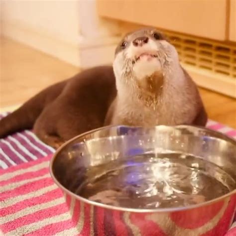 Show how to drink water quickly [Video] in 2021 | Cute little animals, Cute baby animals, Cute ...