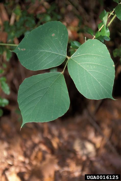 HIGHLY INVASIVE Kudzu (Pueraria montana var. lobata) | Invasive plants ...