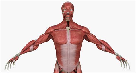 human body muscle