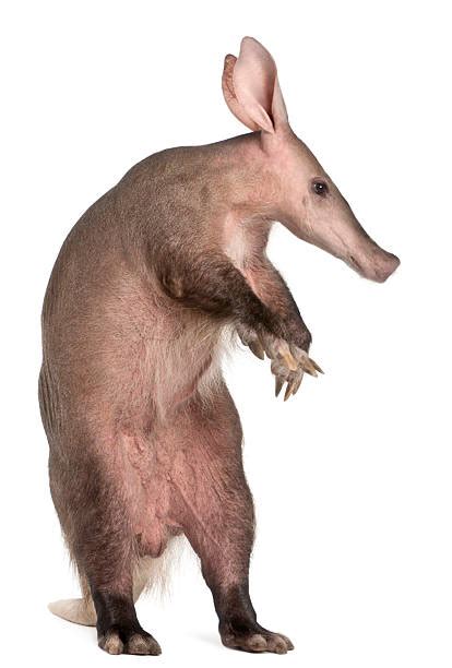 150+ Aardvark Nose Stock Photos, Pictures & Royalty-Free Images - iStock