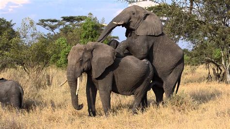 Elephants mating - Grumeti Reserve, Tanzania - YouTube