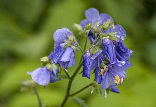 Jacob’s Ladder (Polemonium reptans) | Wednesday morning, Mus… | Flickr