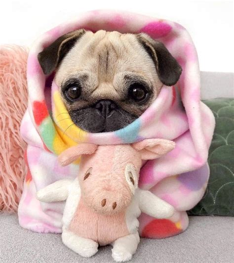 Embracing The Joys Of Baby Pugs: A Comprehensive Guide For 2024