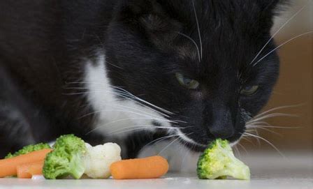 9 Lives Around The World: Meet Dante, the UK's only vegetarian cat