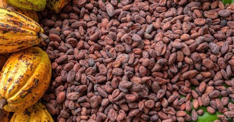 Cocoa beans from Ghana farmers directly | TradeAppster