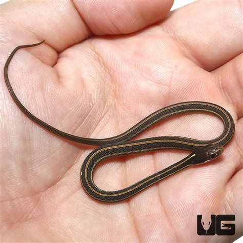 Baby Western Ribbon Snakes (Thamnophis proximus) For Sale - Underground ...