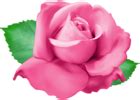 Pink Rose PNG Clip Art Transparent Image | Gallery Yopriceville - High ...