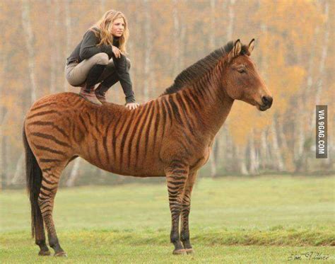 Zebra Horse Hybrid