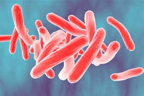 M Tuberculosis Under Microscope - Micropedia