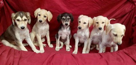 Saluki puppies | in Wantage, Oxfordshire | Gumtree