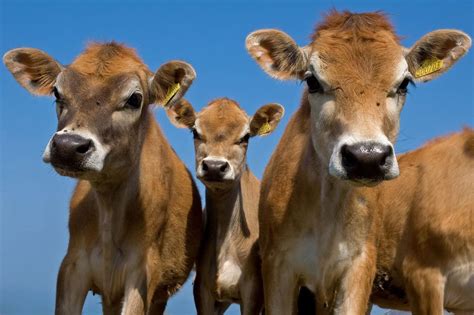 Jersey Cows: Breed Profile, Facts and Photos