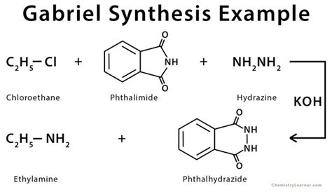 Gabriel Synthesis: Definition, Examples, and Mechanism